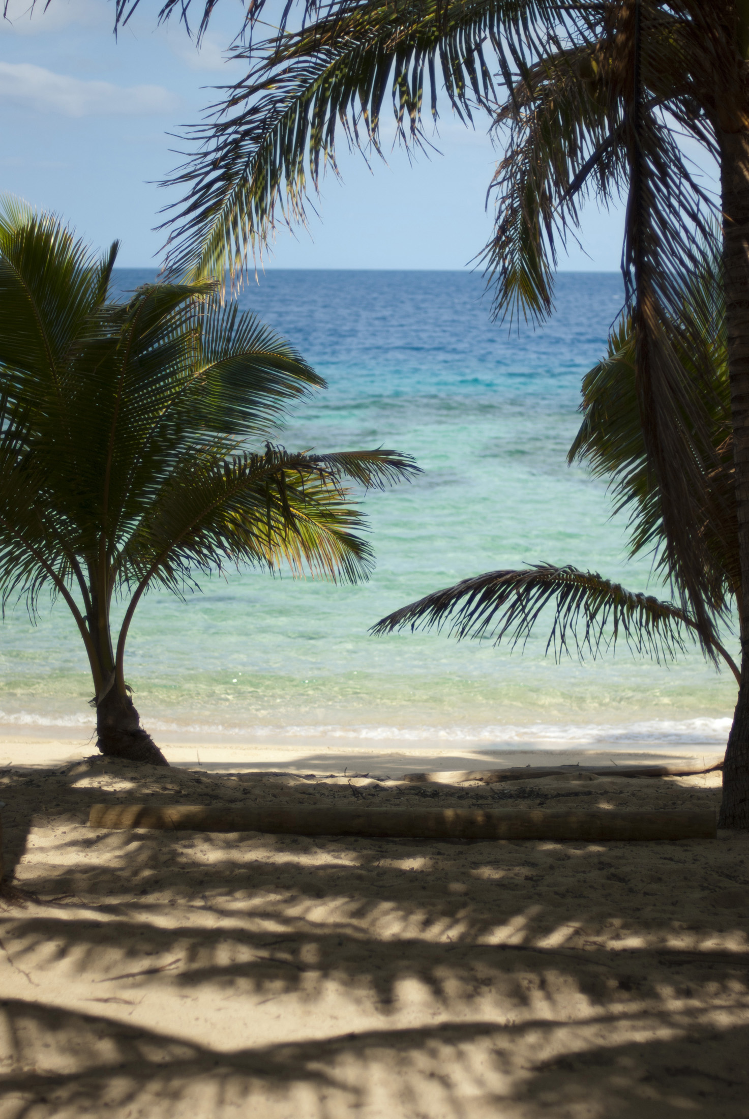 an image of Beautiful natural background of a tropical beach shaded by palms against a clear blue tropical ocean