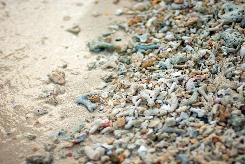 Broken coral damaged in storms and washed up onto the seashore by the tides and wind