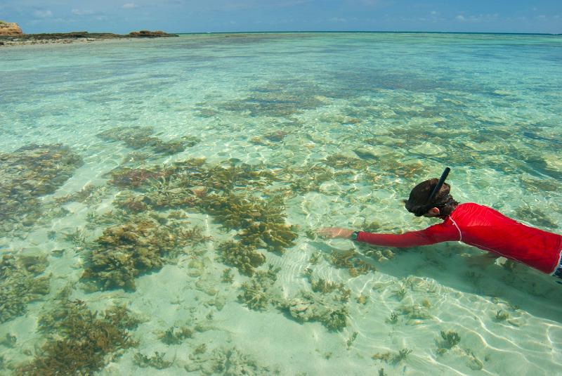 Skindiver swimming in a tropical sea using a snorkel and goggles to view the underwater marine life with plenty of copyspace