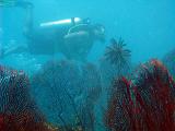 Underwater view of large intricate fan corals with a scuba diver swimming past behind them
