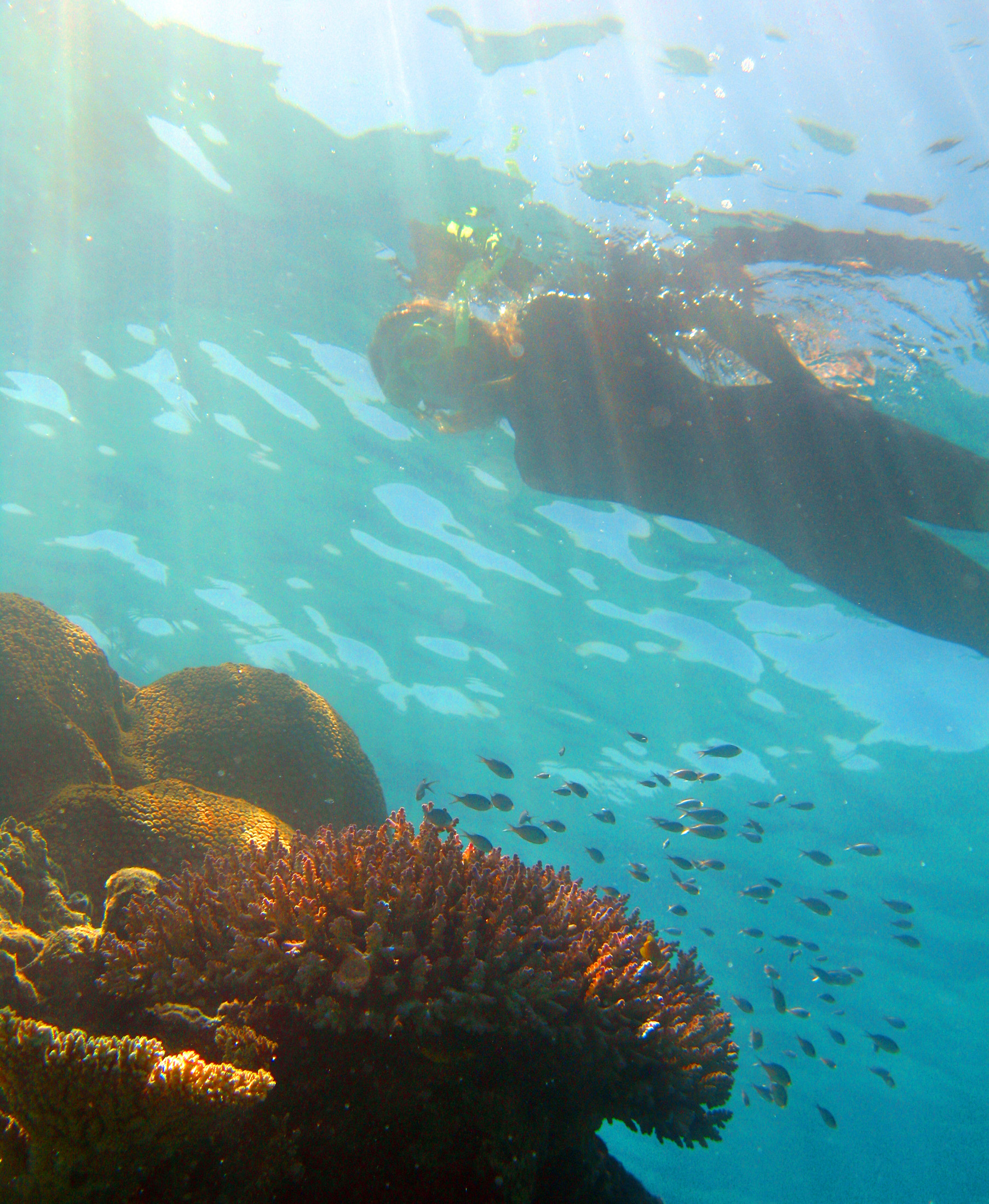 an image of Looking up from below at a person snorkeling over an underwater reef with a shoal of small fish