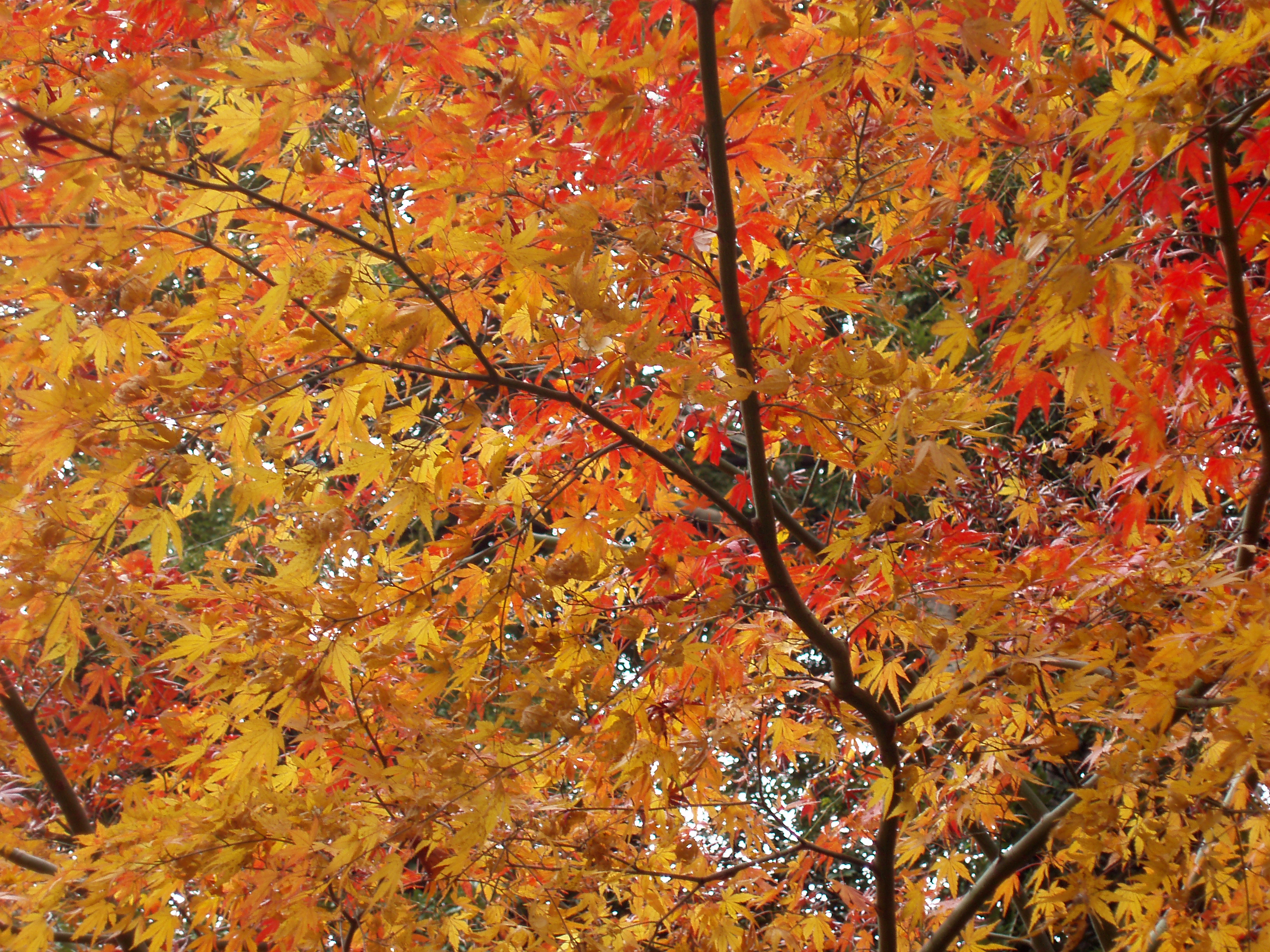 an image of pretty coloured autumn leaves in a tokyo park