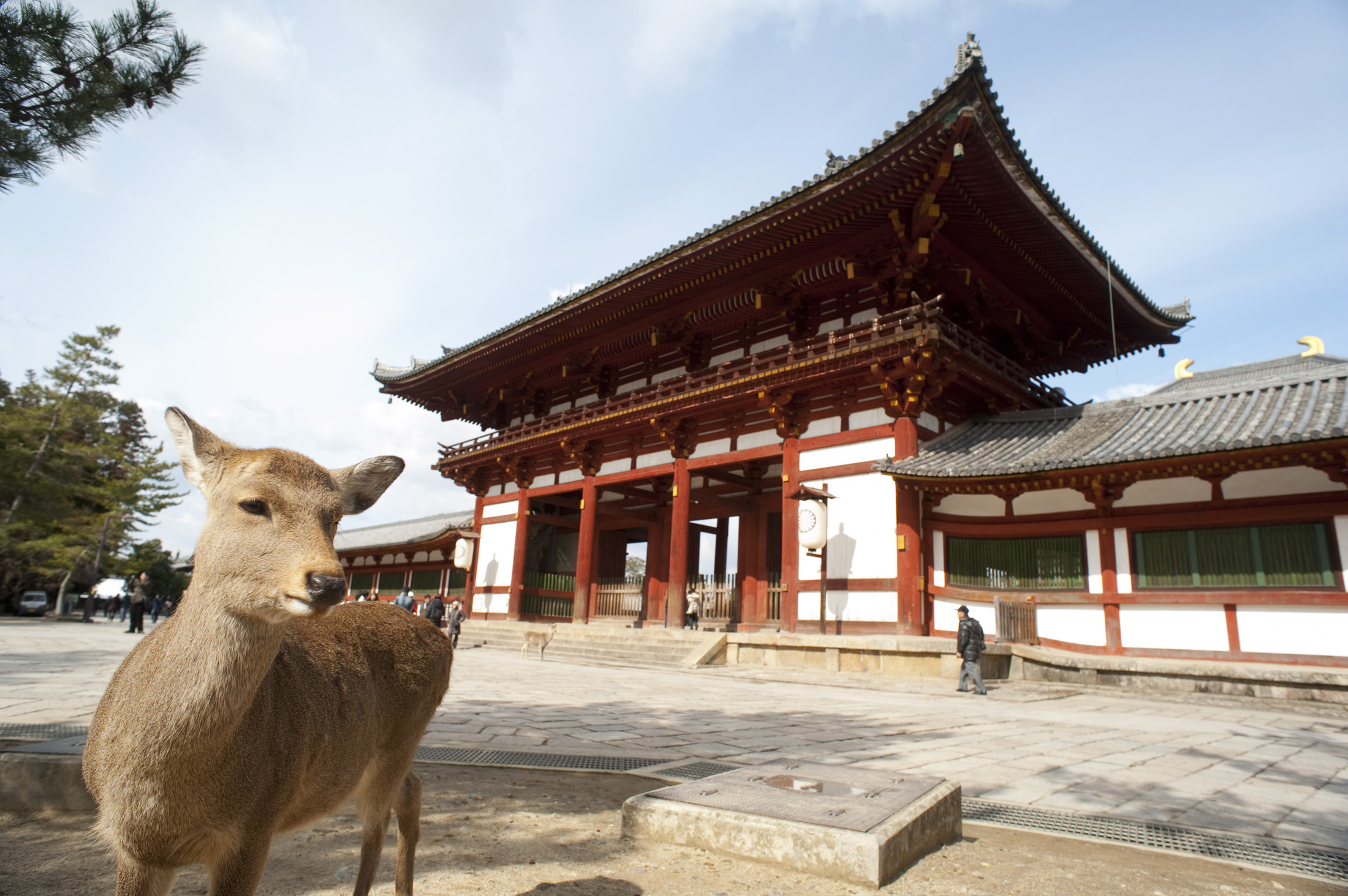 an image of One of the many deer of Nara standing outside the Todai-ji middle gate, Nara, Japan