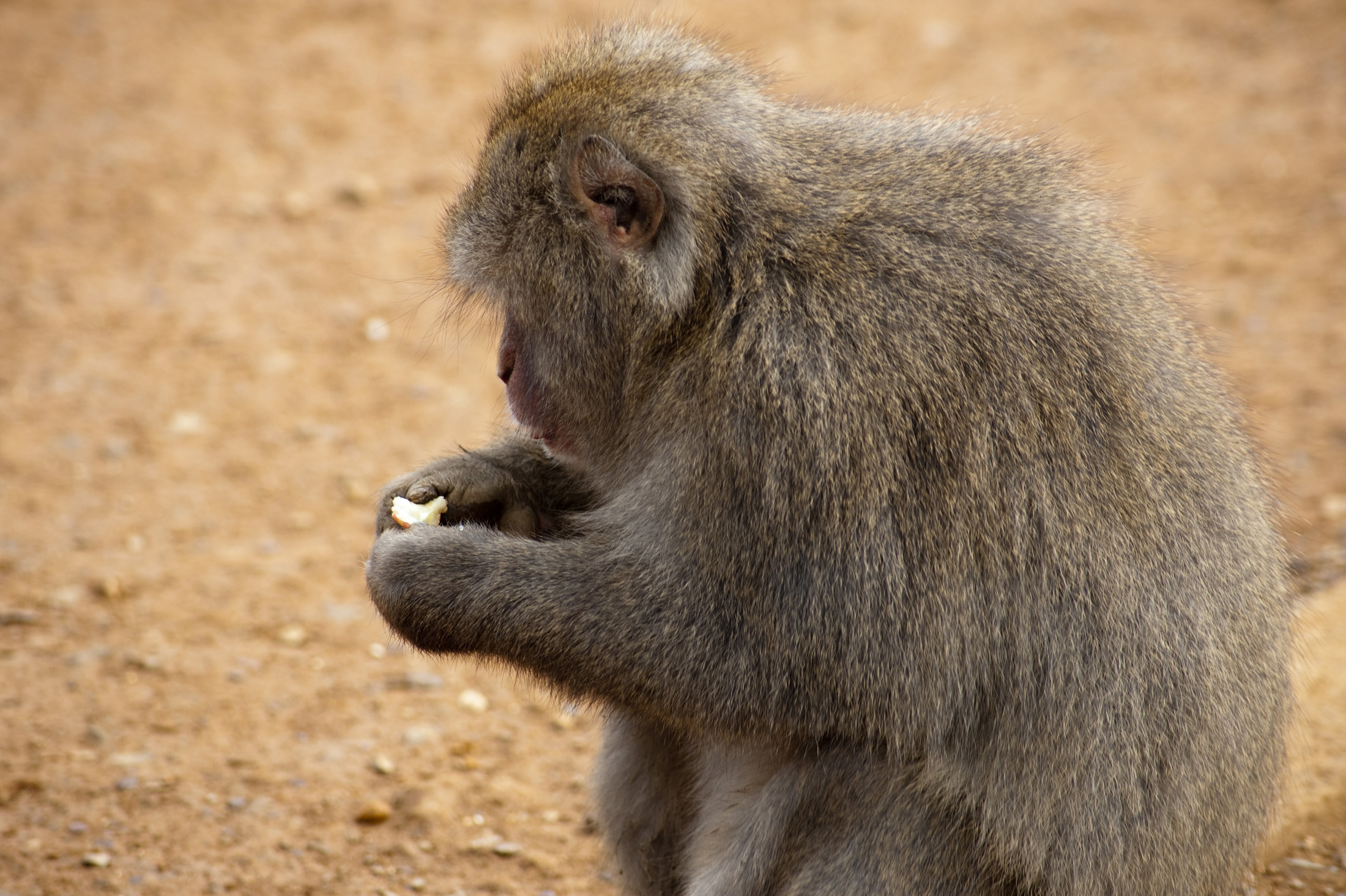 an image of a snow monkey concentrating on eating some food