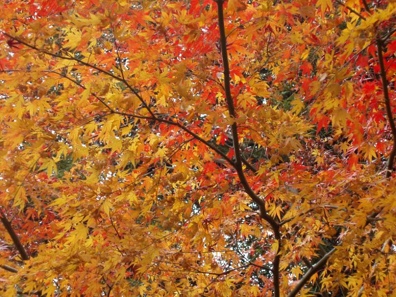 pretty coloured autumn leaves in a tokyo park