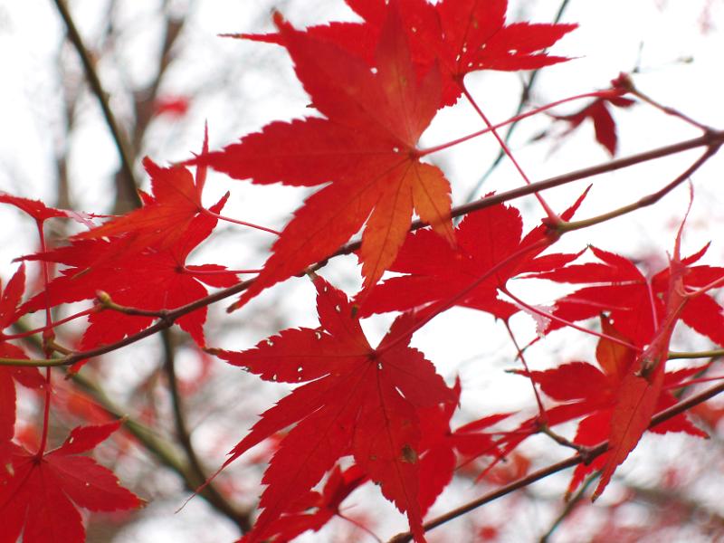 a background of red autumn colours in a tokyo park
