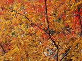 pretty coloured autumn leaves in a tokyo park