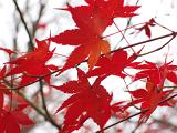 a background of red autumn colours in a tokyo park