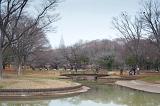 Sunday afternoon in Early spring in Yoyogi Park, Tokyo, japan