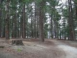 tall pine plantation in newzeland