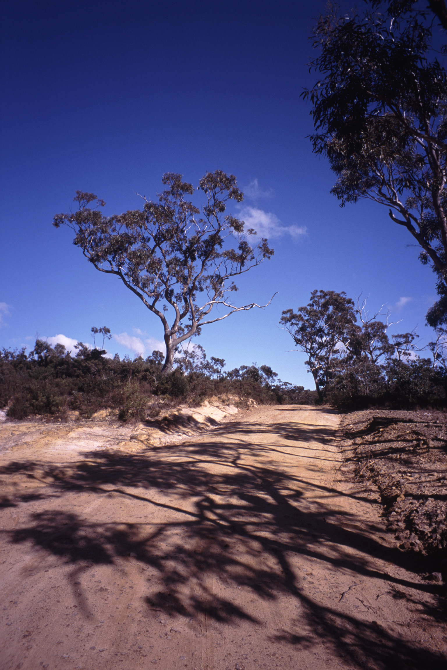 an image of Isolated Dirt Road Through Australian Bush Lined with Trees
