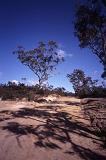 Isolated Dirt Road Through Australian Bush Lined with Trees