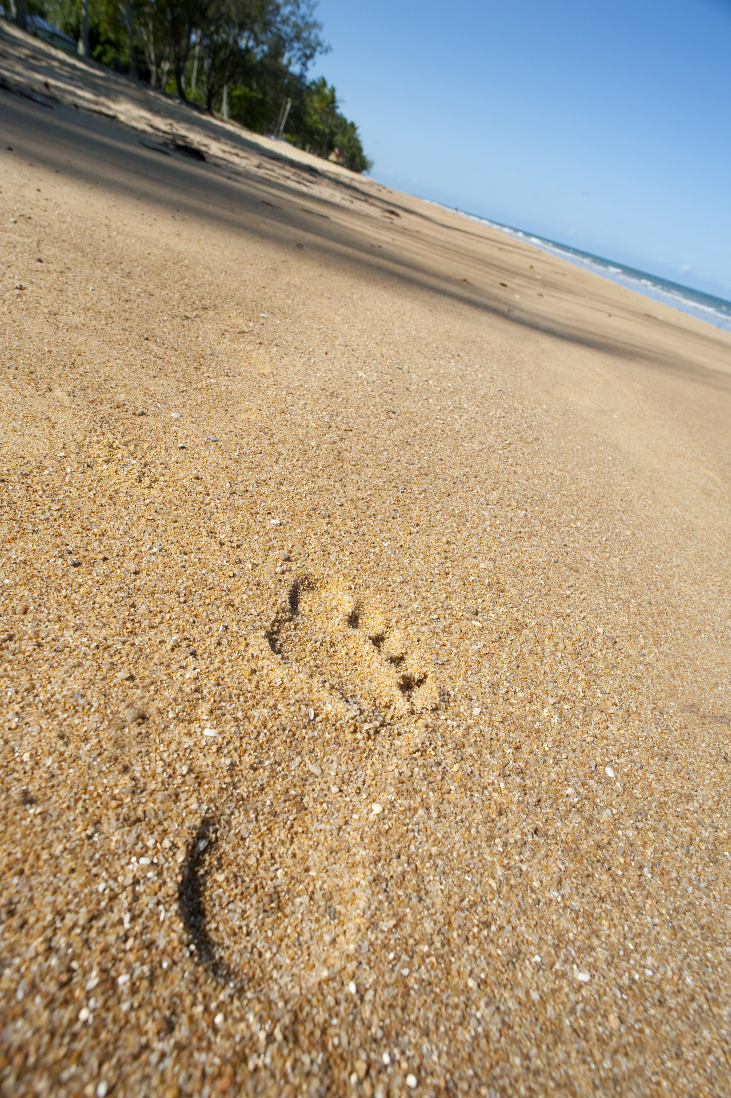 an image of foot prints on the sand walking along a tropical beaches lined with palm trees