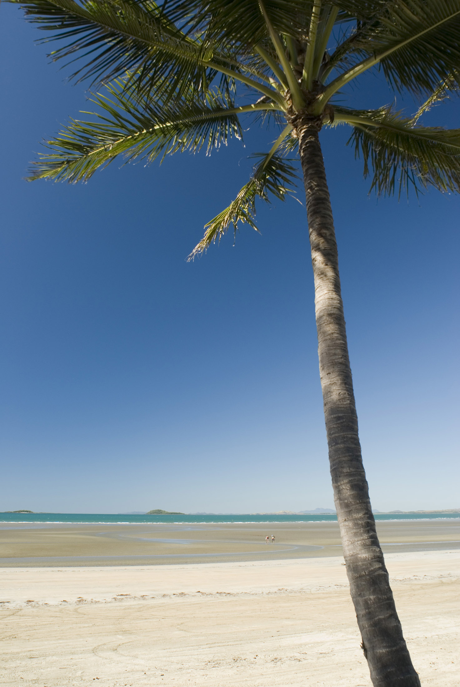 an image of a single plam tree stands on a sandy tropical beach