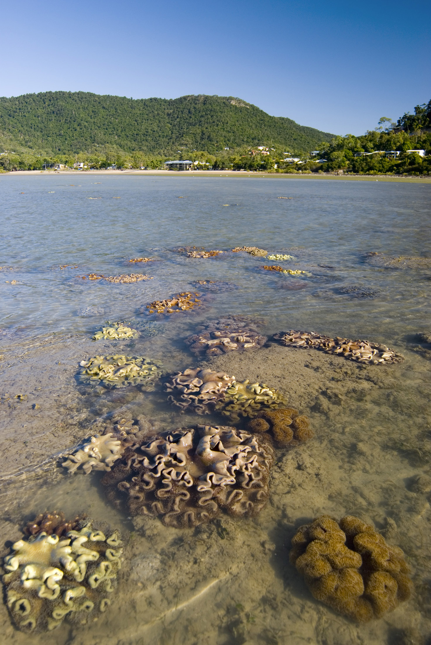 an image of corals in shallow tropical water just off shore at low tide