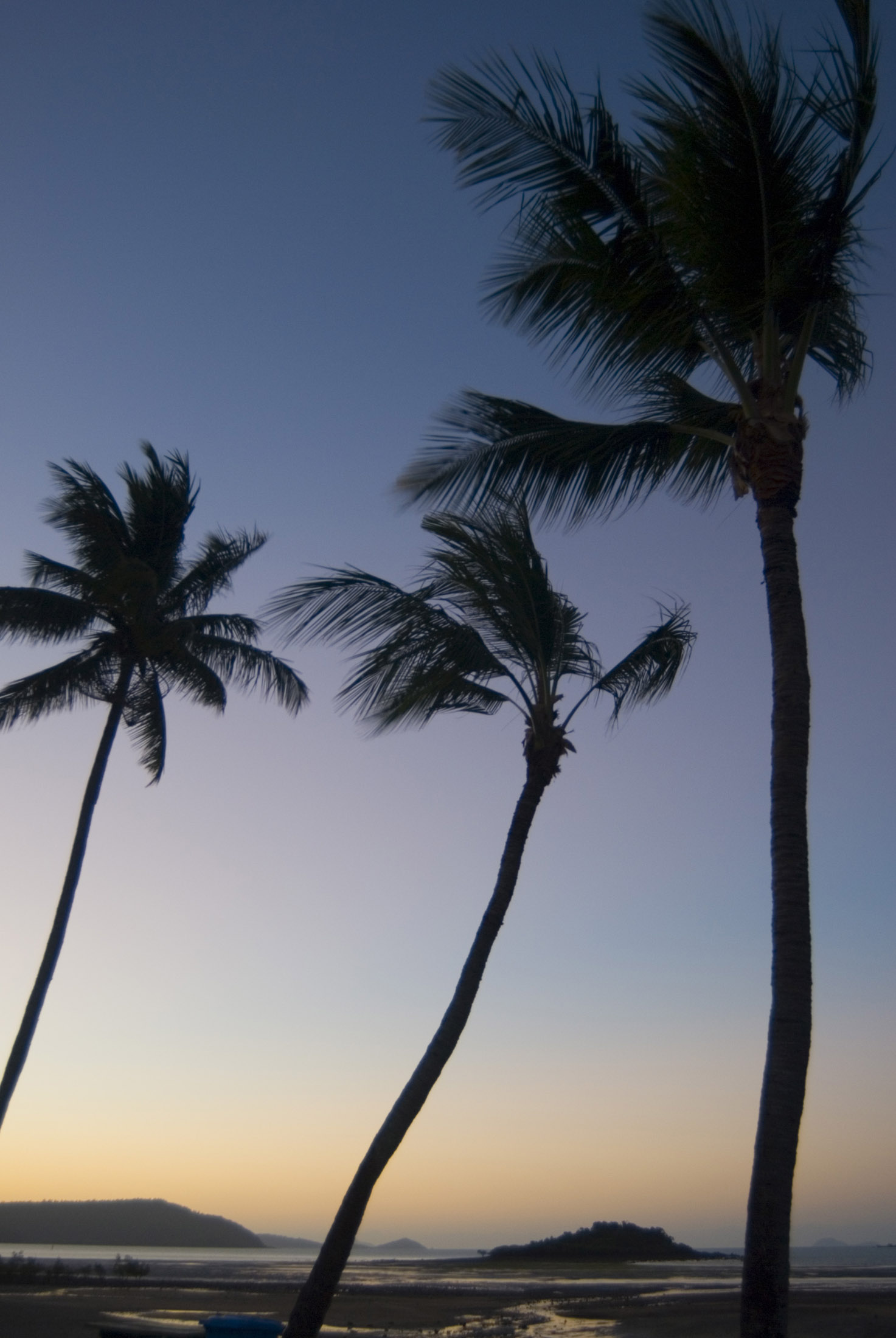 an image of tall palm trees infront of a tropical island landscape