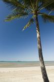 a single plam tree stands on a sandy tropical beach