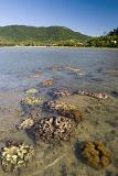corals in shallow tropical water just off shore at low tide