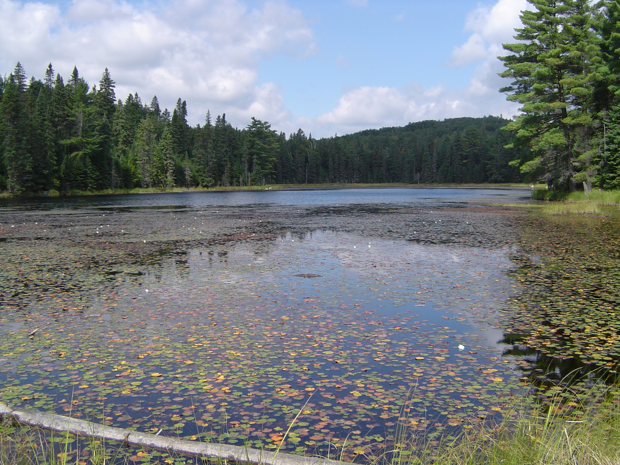 an image of Lake Surrounded by Forest in Algonquin Park, Ontario Canada