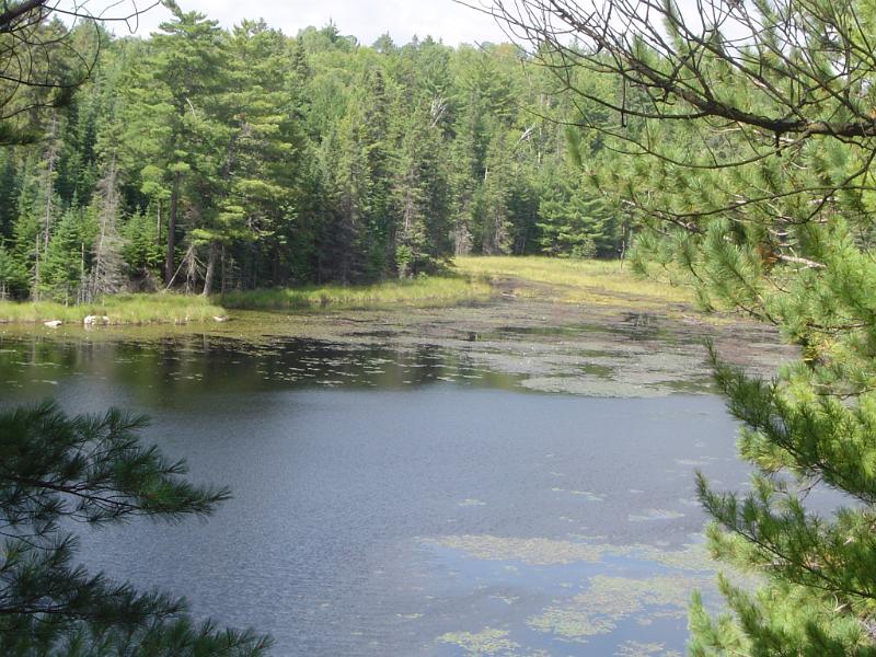 Overview of Lake in Forest in Algonquin Park, Ontario, Canada