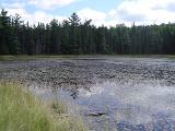 Scenic view of water lilies growing on a lake surrounded by evergreen pine trees in the Algonquin Provincial Park, Canada