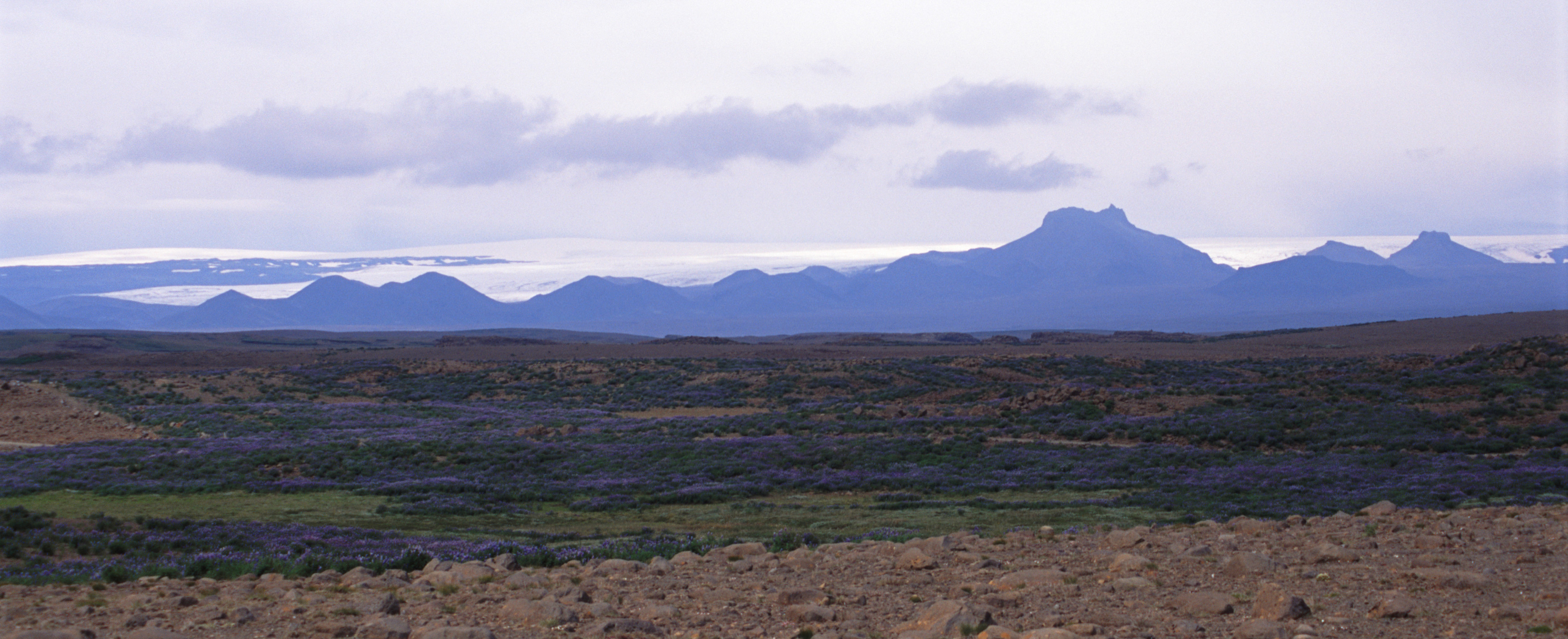 an image of Panoramic Iceland landscape with blue lupins flowering on the grassland and a glacier on a distant volcanic mountain rane