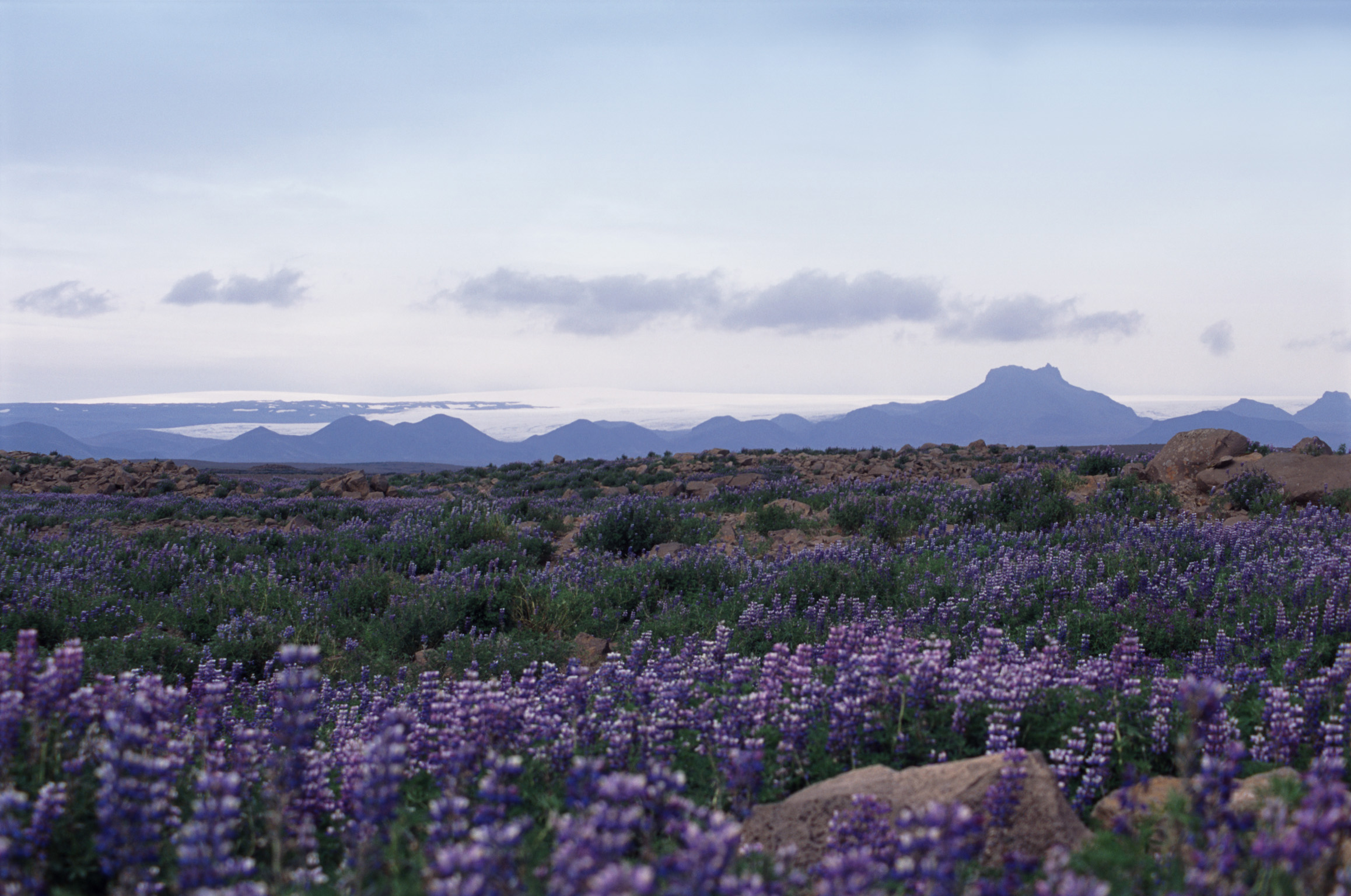 an image of Iceland panorama with a scenic landscape of blue lupins growing in a meadow with distant volcanic moutain ranges