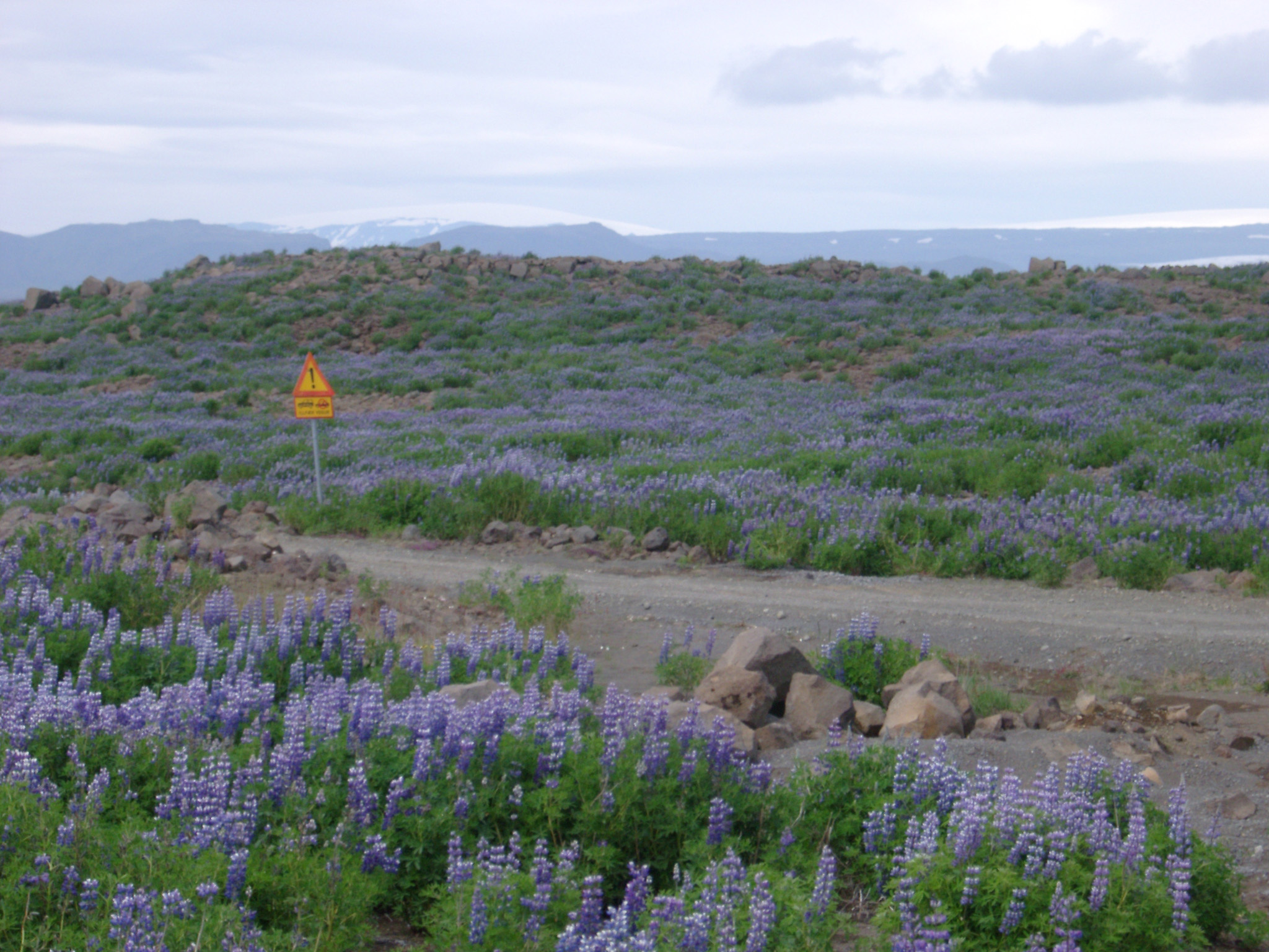 an image of Wild blue lupins growing in a meadow with a dirt road meandering through in a rural landscape in Iceland with snowy mountains in the background