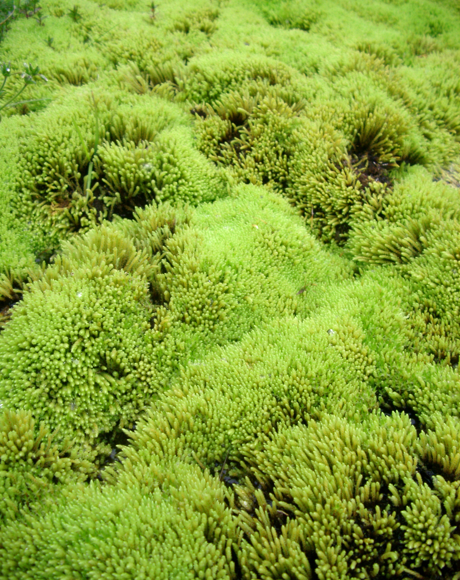 an image of Background texture of lush green moss in Iceland growing on the ground in the wet climate