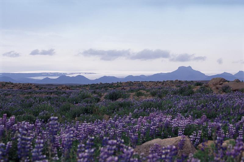 Iceland panorama with a scenic landscape of blue lupins growing in a meadow with distant volcanic moutain ranges
