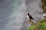 Profile view of a Puffin perched on a log rising above green vegetation, with copyspace on a blurred grey background
