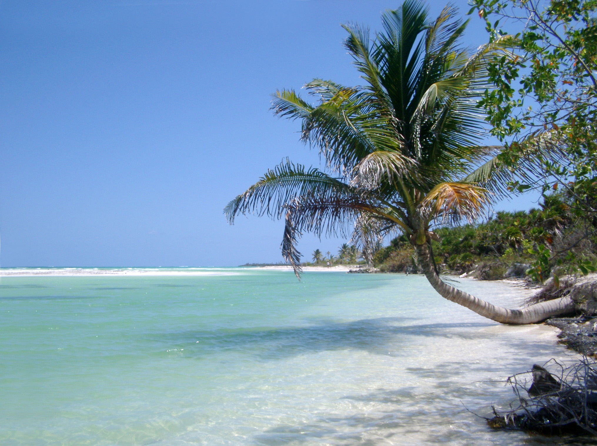 an image of Idyllic tropical beach with crowns of palm trees overhanging golden beach sand and tranquil clear blue water in the ocean under a sunny blue summer sky