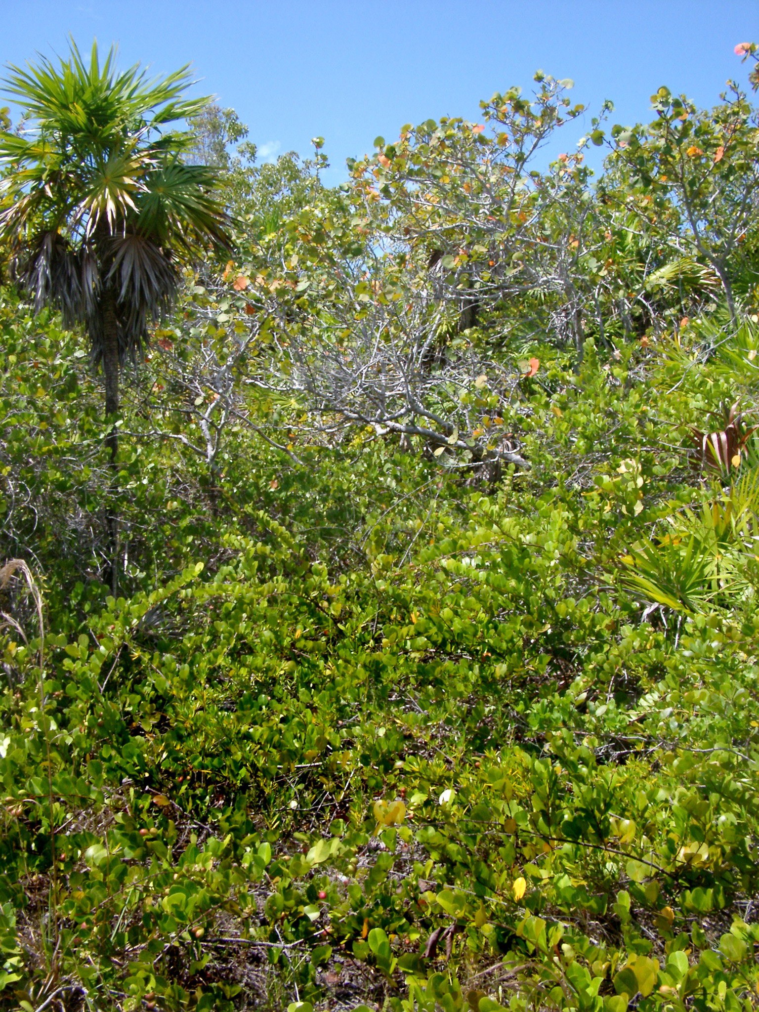 an image of Fresh Green Grasses and Plants on Beach Side in Mexico Isolated in Sky Blue Background.