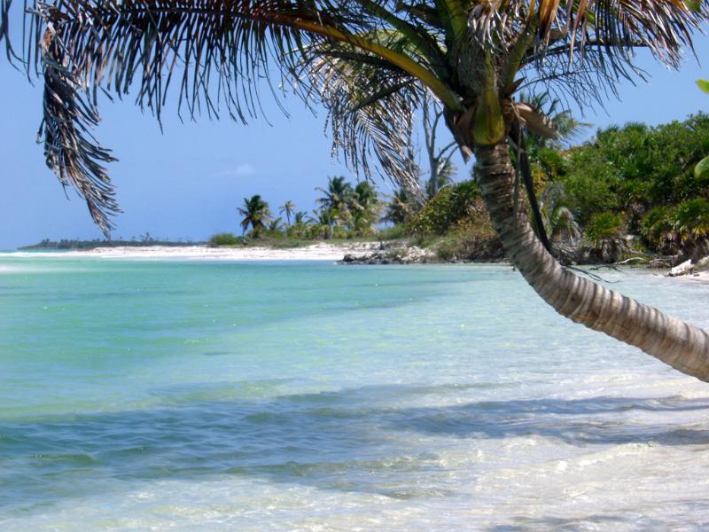 Idyllic tropical beach and palm tree with golden sand and crystal clear blue water in a travel and summer vacation concept