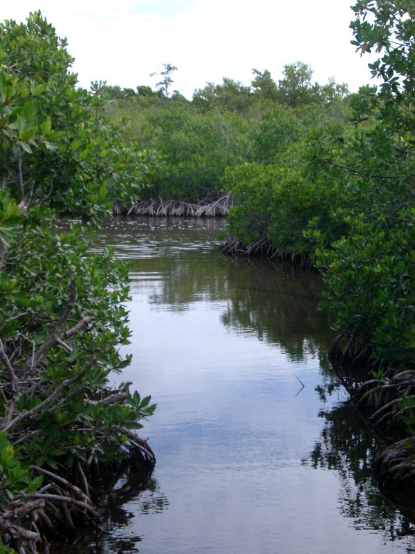 Traveling through the canals of water between the mangrove swamps in Mexico with their unique half submerged ecosystem
