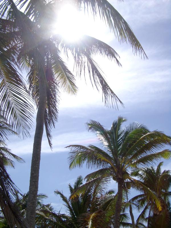 Mexico palm trees backlit by a hot tropical summer sun as they stand on a hillside overlooking the ocean