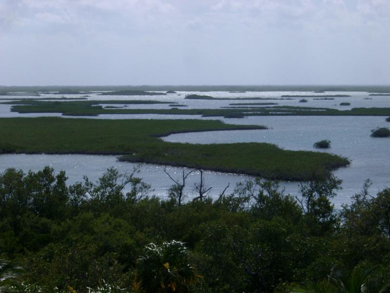 View over coastal swamps in Mexico with their mangrove trees adapted to a life half submerged in water providing a unique natural habitat