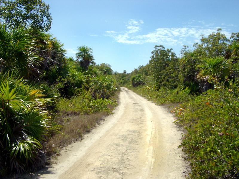 Isolated Dirt Road through Jungle Forest in Punta Allen, Mexico on Sunny Day