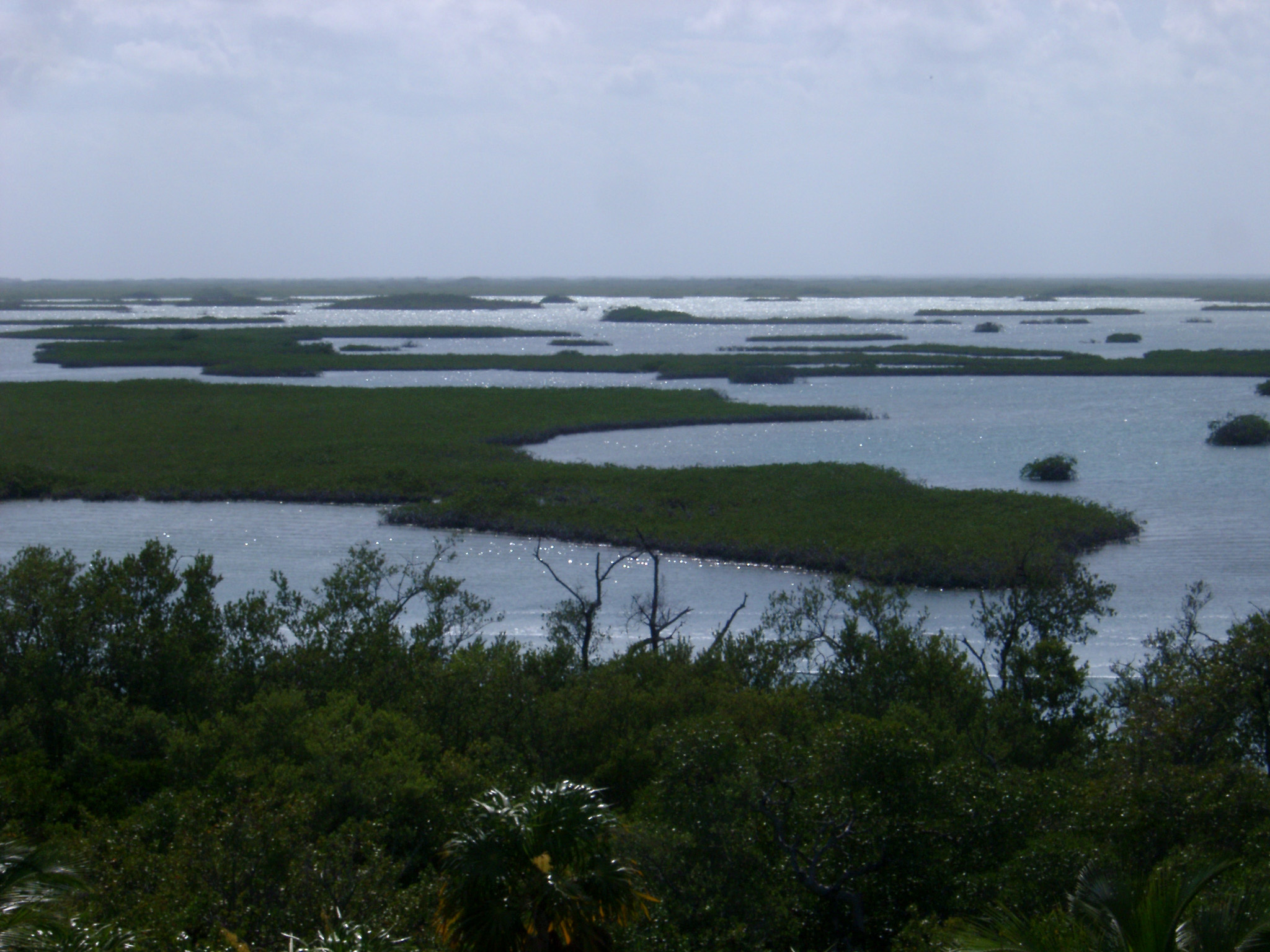 an image of View over coastal swamps in Mexico with their mangrove trees adapted to a life half submerged in water providing a unique natural habitat