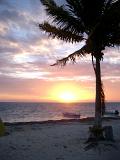 Palm tree on a tranquil tropical beach silhouetted against a colorful sunset in Mexico symbolic of summer vacations and travel