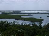 View over coastal swamps in Mexico with their mangrove trees adapted to a life half submerged in water providing a unique natural habitat