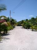 Palms and Plants Along the Road to Beautiful Punta Allen Mexico. Isolated on Light Blue Sky Background.