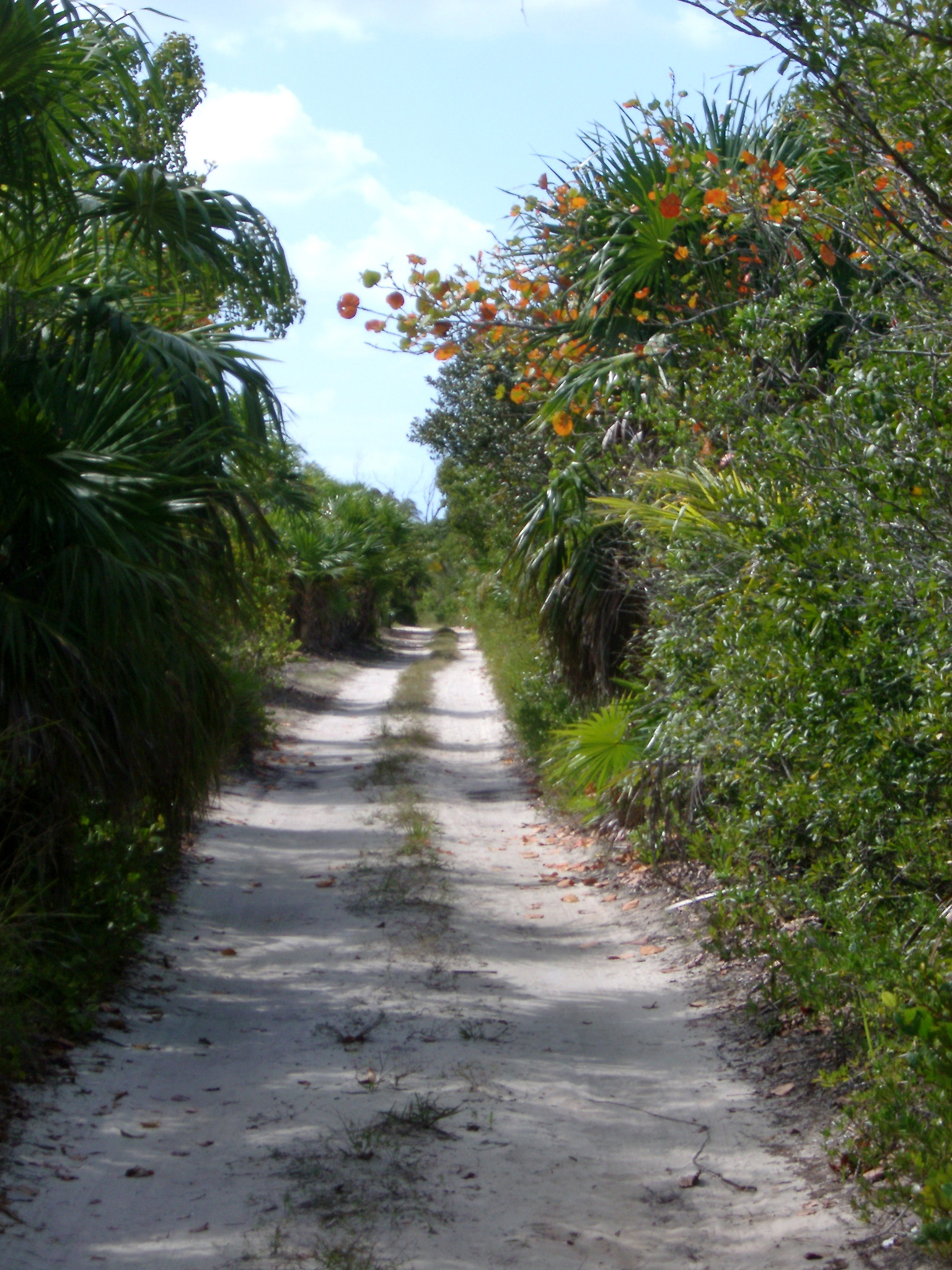 an image of Entrance Road to Beautiful Punta Allen Mexico Surrounded by Green Plants and Grasses.