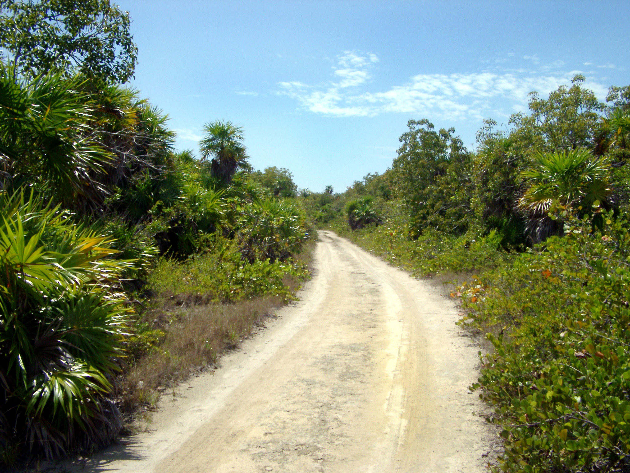 an image of Isolated Dirt Road through Jungle Forest in Punta Allen, Mexico on Sunny Day