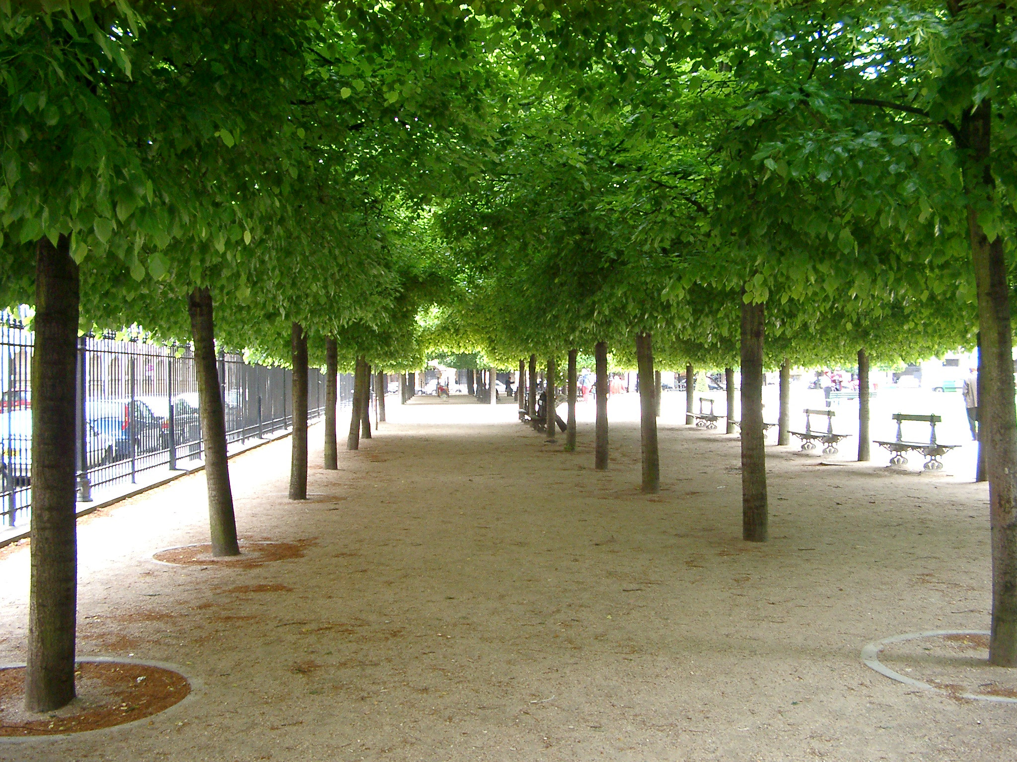 an image of Avenue of neatly manicured and pruned green trees in Paris lining a walkway in park, receding perspective