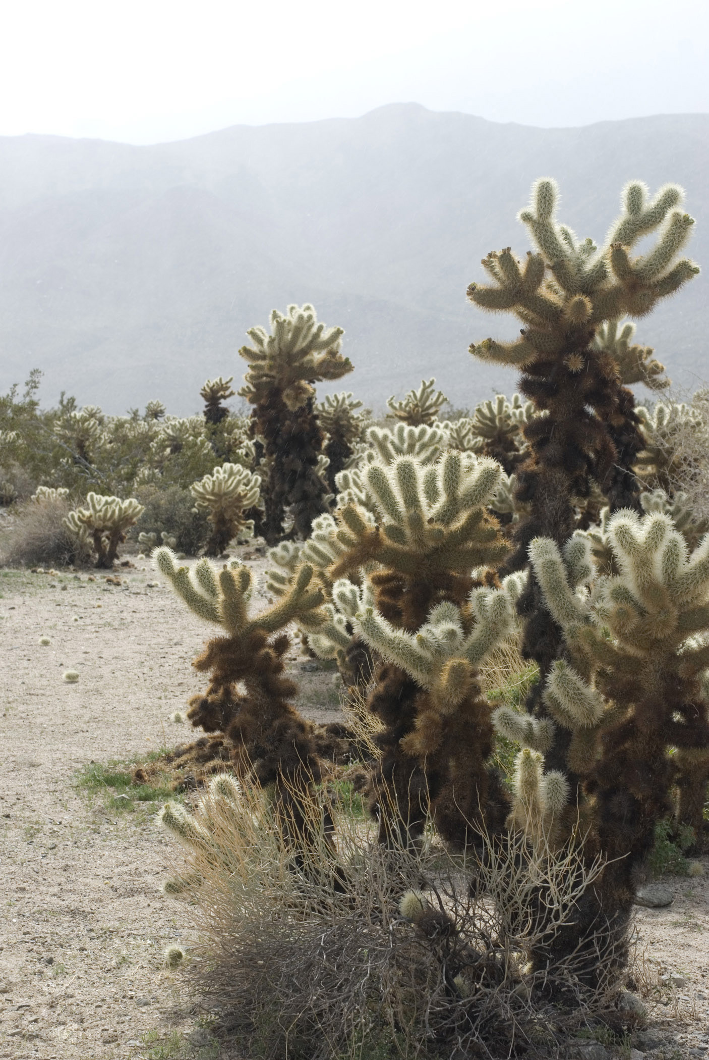 an image of Plenty Cactus Plants at Cholla Cactus Garden with Foggy Mountain Afar.