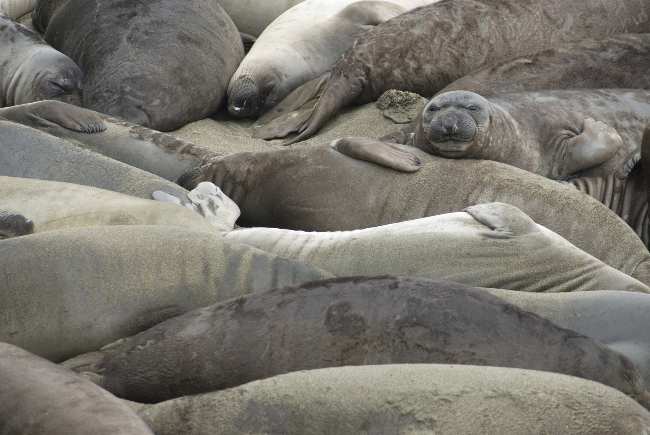 an image of Close up of a colony of large elephant seals basking grouped together in the sun