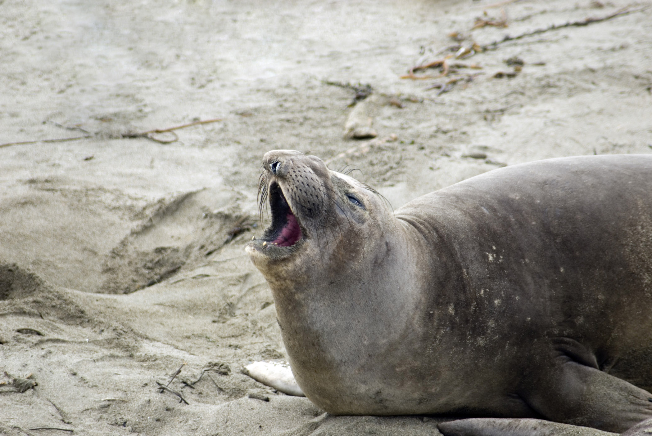 an image of Close up Solo Leopard Seal Lying on Sand.
