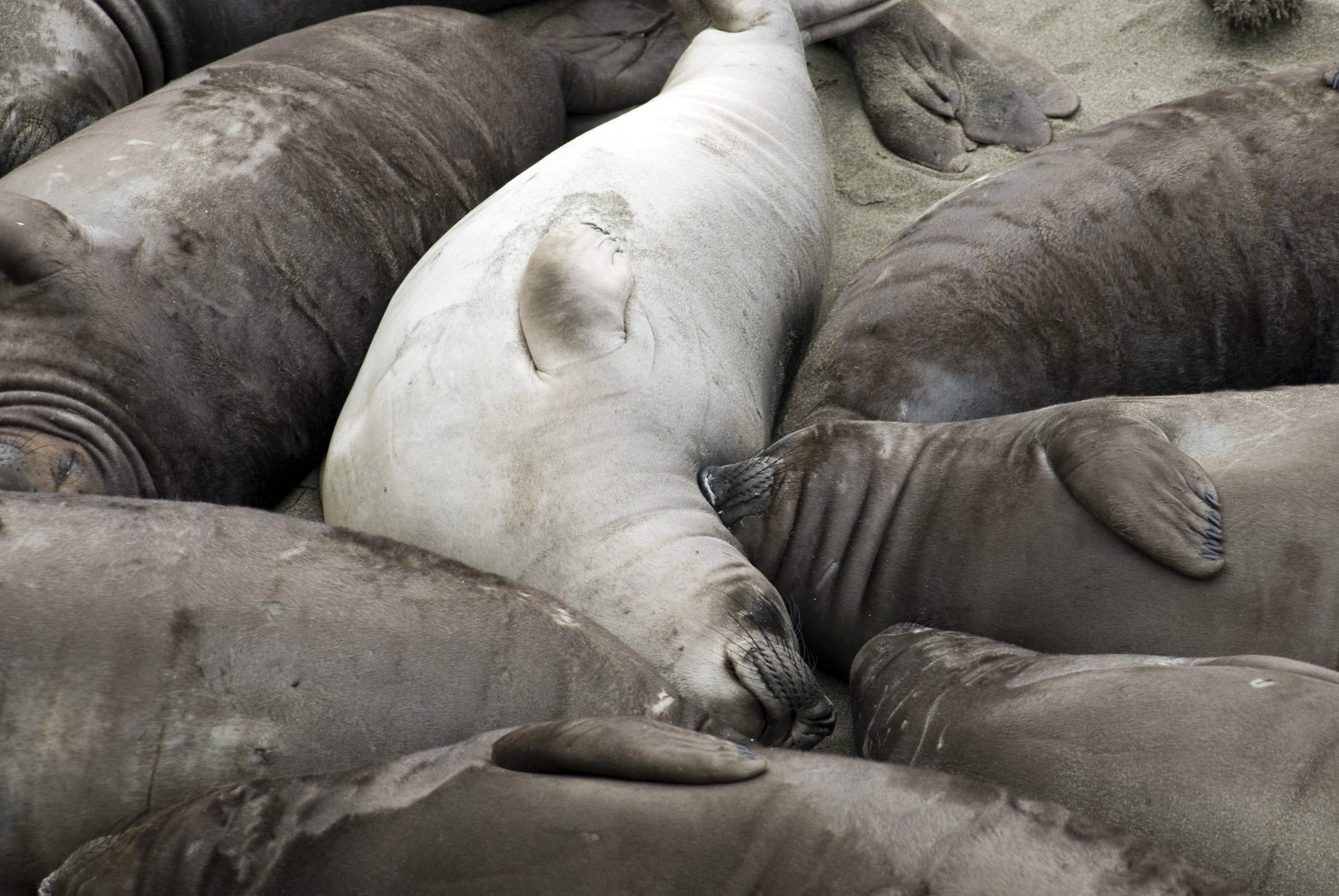 an image of Colony of sleeping elephant seals with focus to a single light colored cow in the centre