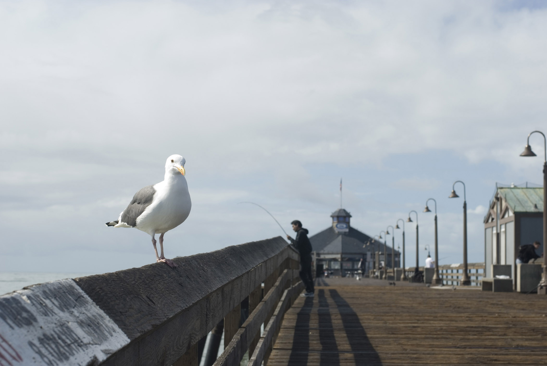 an image of Seagull sitting on a boardwalk pier looking at the camera with a fisherman in the background